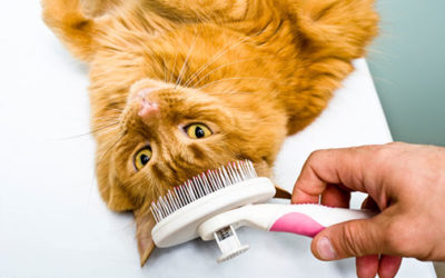 Tools and Safety Precautions for DIY Cat Grooming
