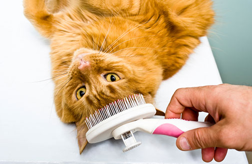 The Hairy Truth About Pet Shedding Learn From The Mobile Pet Groomers