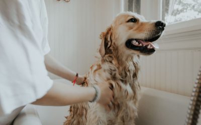 How to Give Your Dog a Bath on a Budget When You Can’t Affort Mobile Pet Grooming