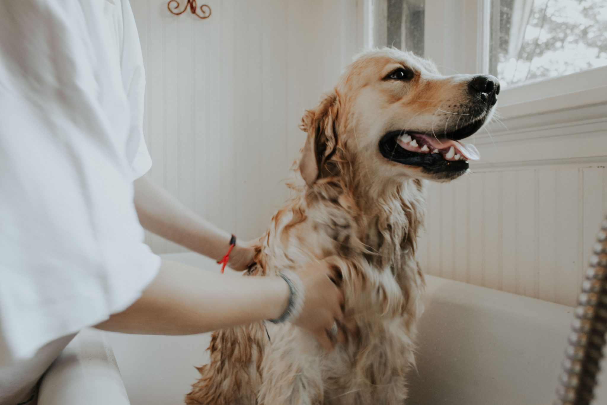 splish splash mobile dog grooming