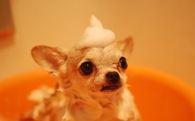 Benefits of Mobile Pet Grooming Vs. Grooming Salons