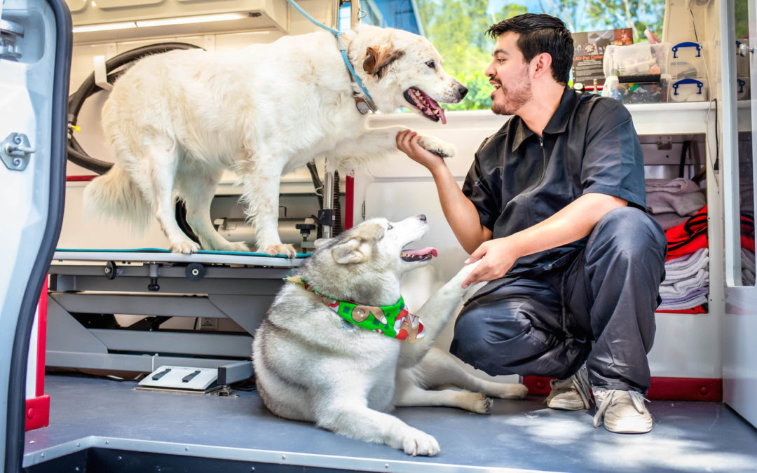 What to Expect with Your First Mobile Pet Grooming Experience