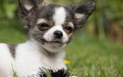 10 Facts You Might Not Know About Your Dog