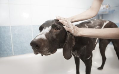 Why We Love Mobile Grooming (And You Should, Too!)